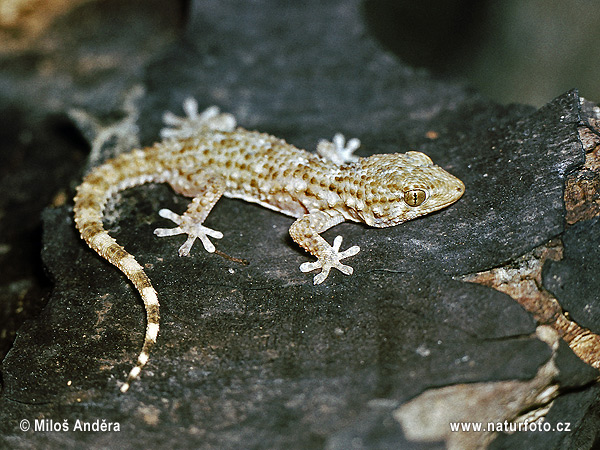 Mauergecko