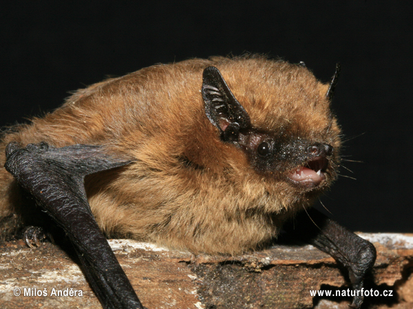 Mückenfledermaus