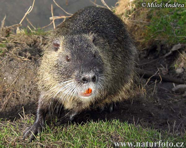 Myocastor coypus