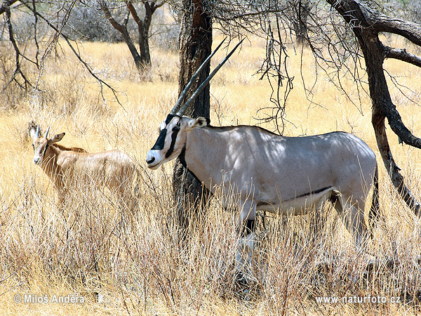 Ostafrikanische Oryx