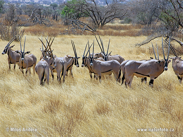 Ostafrikanische Oryx