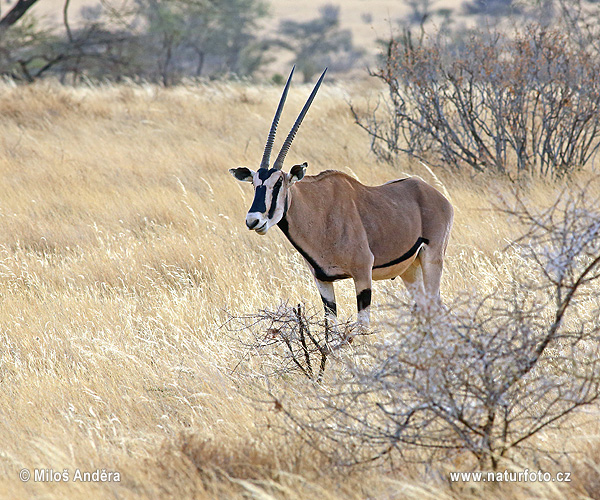 Ostafrikanische Oryx