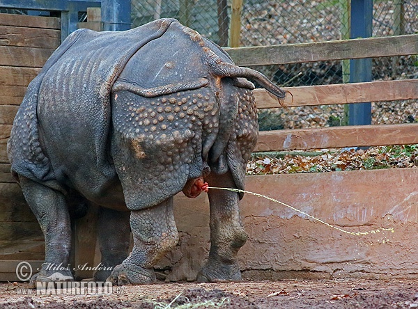 Panzernashorn