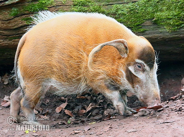 Pinselohrschwein