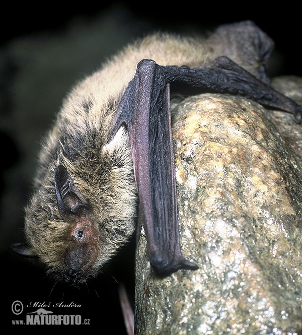 Pipistrellus kuhlii