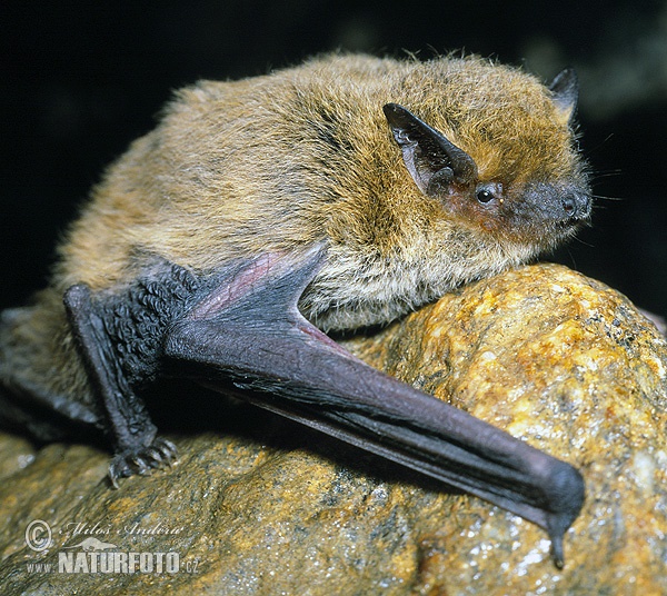 Pipistrellus kuhlii