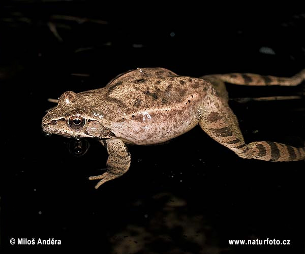 Rana dalmatina Pictures, Agile Frog Images, Nature Wildlife Photos ...