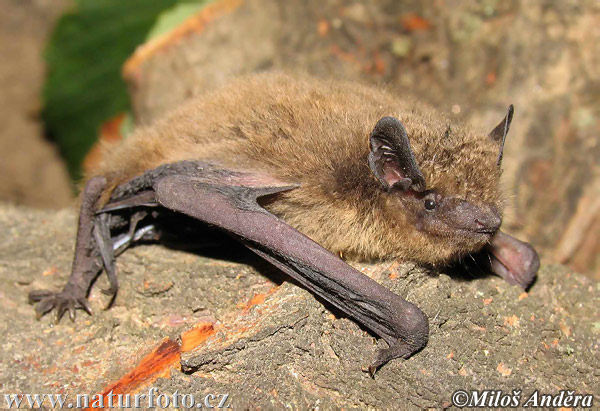 Rauhhautfledermaus