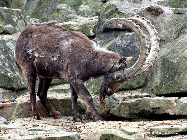 Sibirischer Steinbock