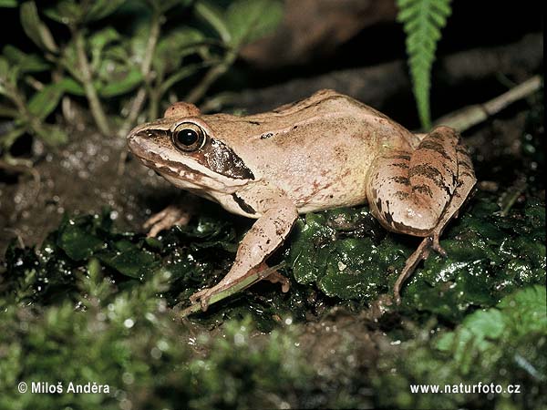 Springfrosch