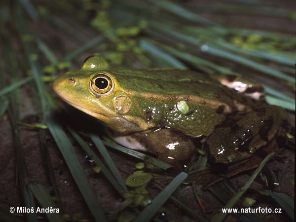 Teichfrosch