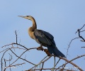 Afrikanischer Schlangenhalsvogel