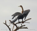 Afrikanischer Schlangenhalsvogel