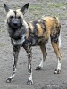 Afrikanischer Wildhund