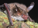 Bechsteinfledermaus