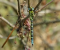 Blaugrüne Mosaikjungfer