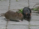 Brown rat - brown and black form