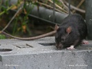 Brown rat (color form)