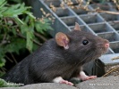 Brown rat (color form)