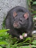 Brown rat (color form)