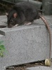 Brown rat (color form)