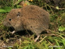 Feldmaus