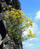 Felsen-Steinkraut