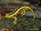 Feuersalamander