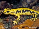 Feuersalamander