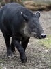 Flachlandtapir