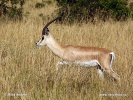 Grant-Gazelle