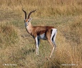 Grant-Gazelle