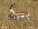 Grant-Gazelle