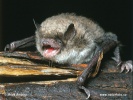 Große Bartfledermaus