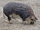 Hängebauchschwein