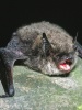 Kleine Bartfledermaus