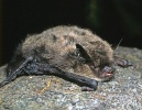 Kleine Bartfledermaus