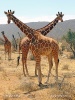 Netzgiraffe