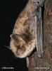 Nymphenfledermaus