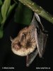 Nymphenfledermaus