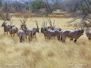 Ostafrikanische Oryx