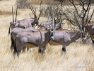 Ostafrikanische Oryx