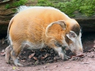 Pinselohrschwein