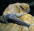 Pipistrellus kuhlii