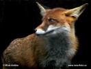 Fox Photos, Fox Images, Nature Wildlife Pictures | NaturePhoto