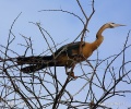 Schlangenhalsvogel