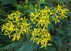 Senecio ovatus