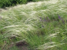 Stipa pennata