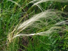 Stipa pennata