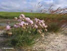 Strand-Grasnelke